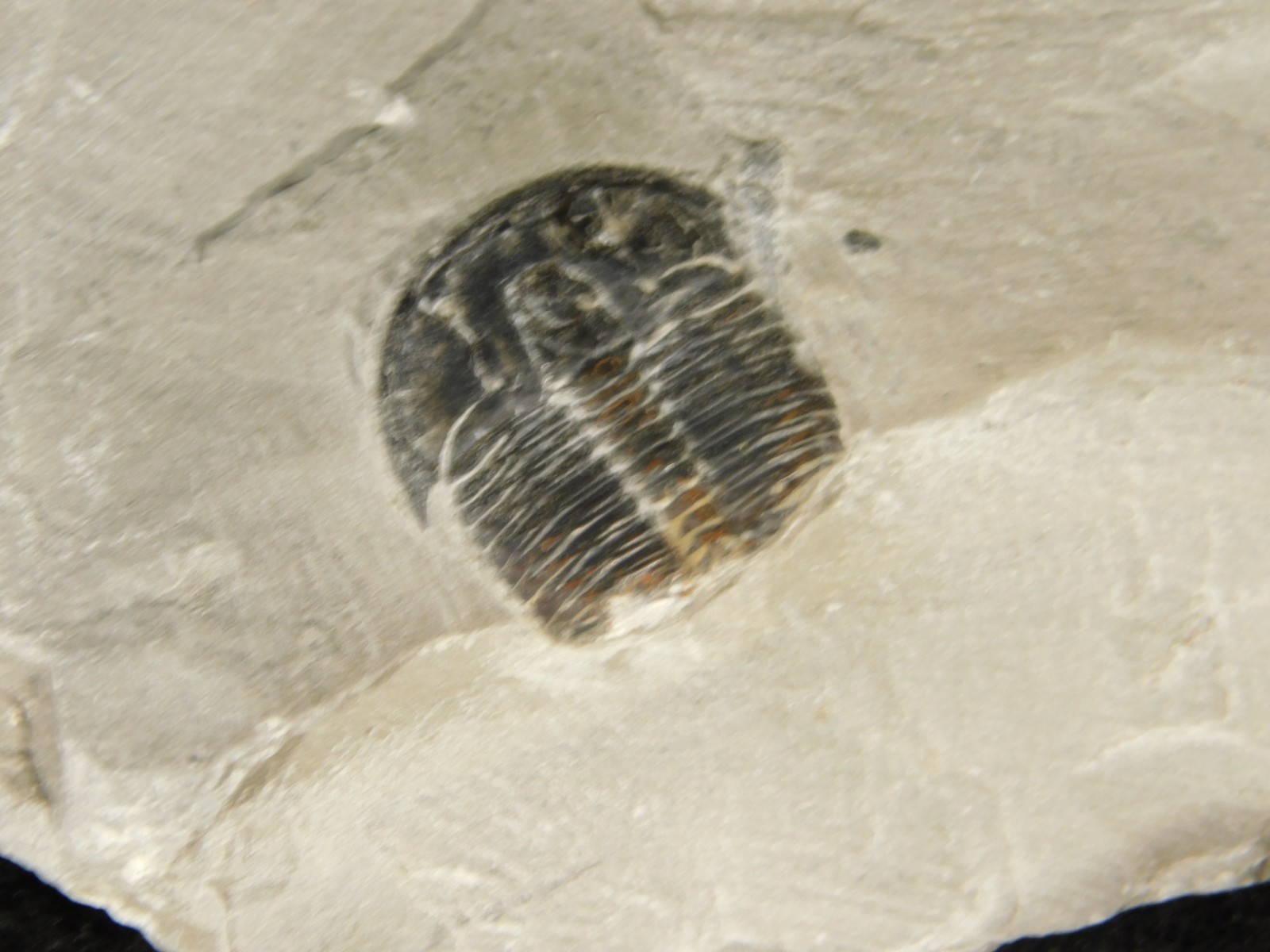 BIG Lot of TEN! 100% Natural Elrathia TRILOBITE Fossils in Matrix Utah 379gr