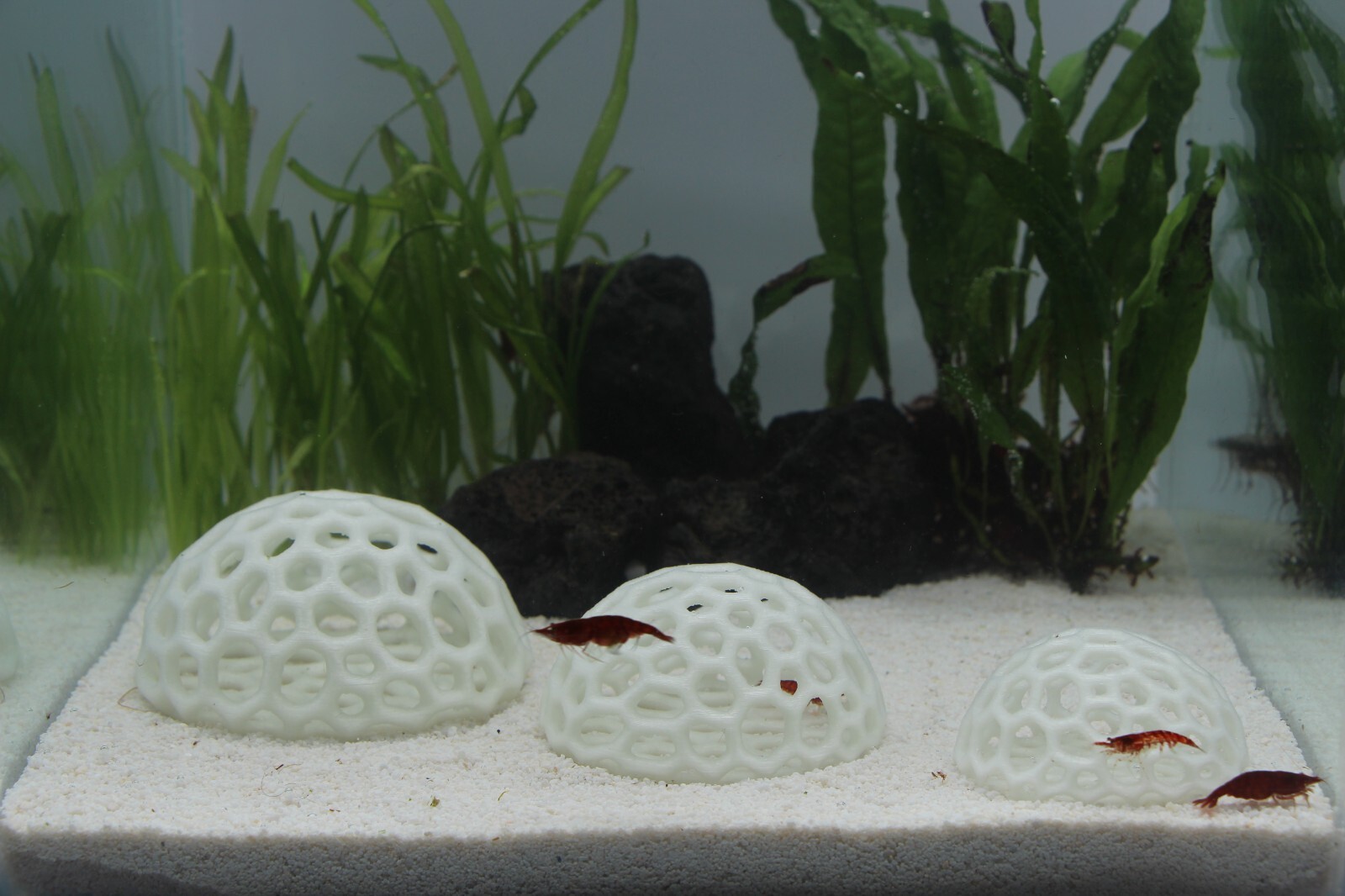 Shrimp Dome Shelter Aquarium Decoration