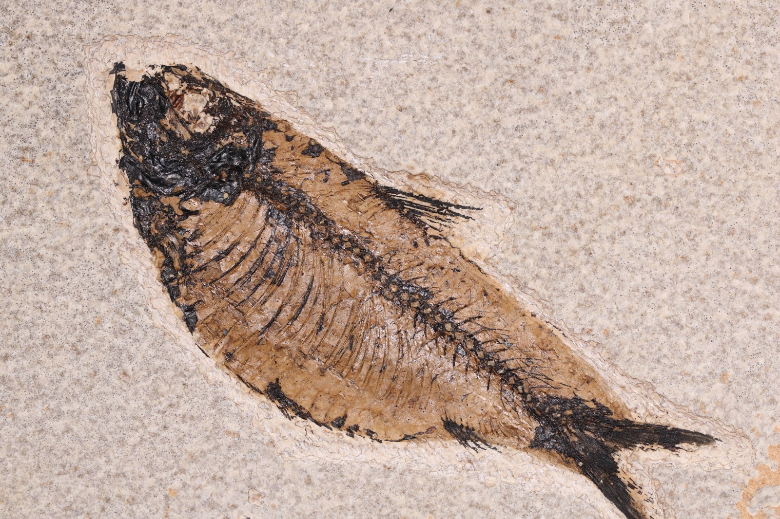 4.1" Knightia alta Fossil Fish Fossil Lake Green River Fm Wyoming WY COA 11863