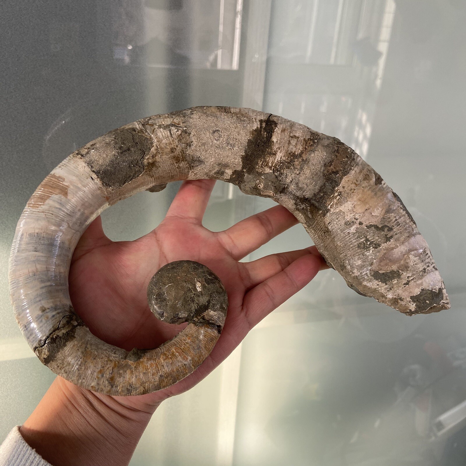 1242g215mm Big Repaired Ancyloceras Ammonite Fossil Sutures Crystal Display Mad