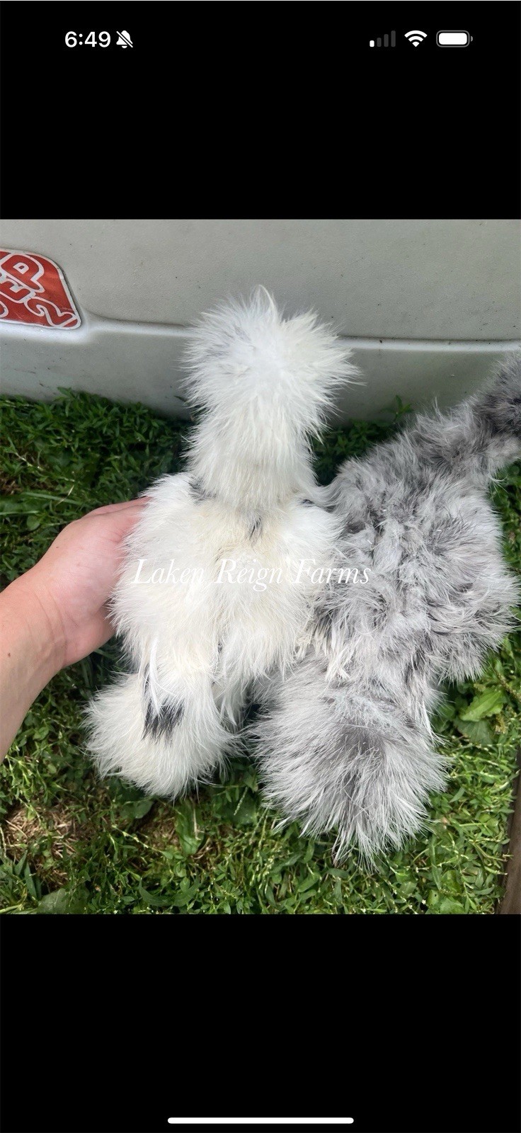 5+1 Silkie Calico Splash/Calico Paint Project Pen Hatching Eggs NPIP/AI