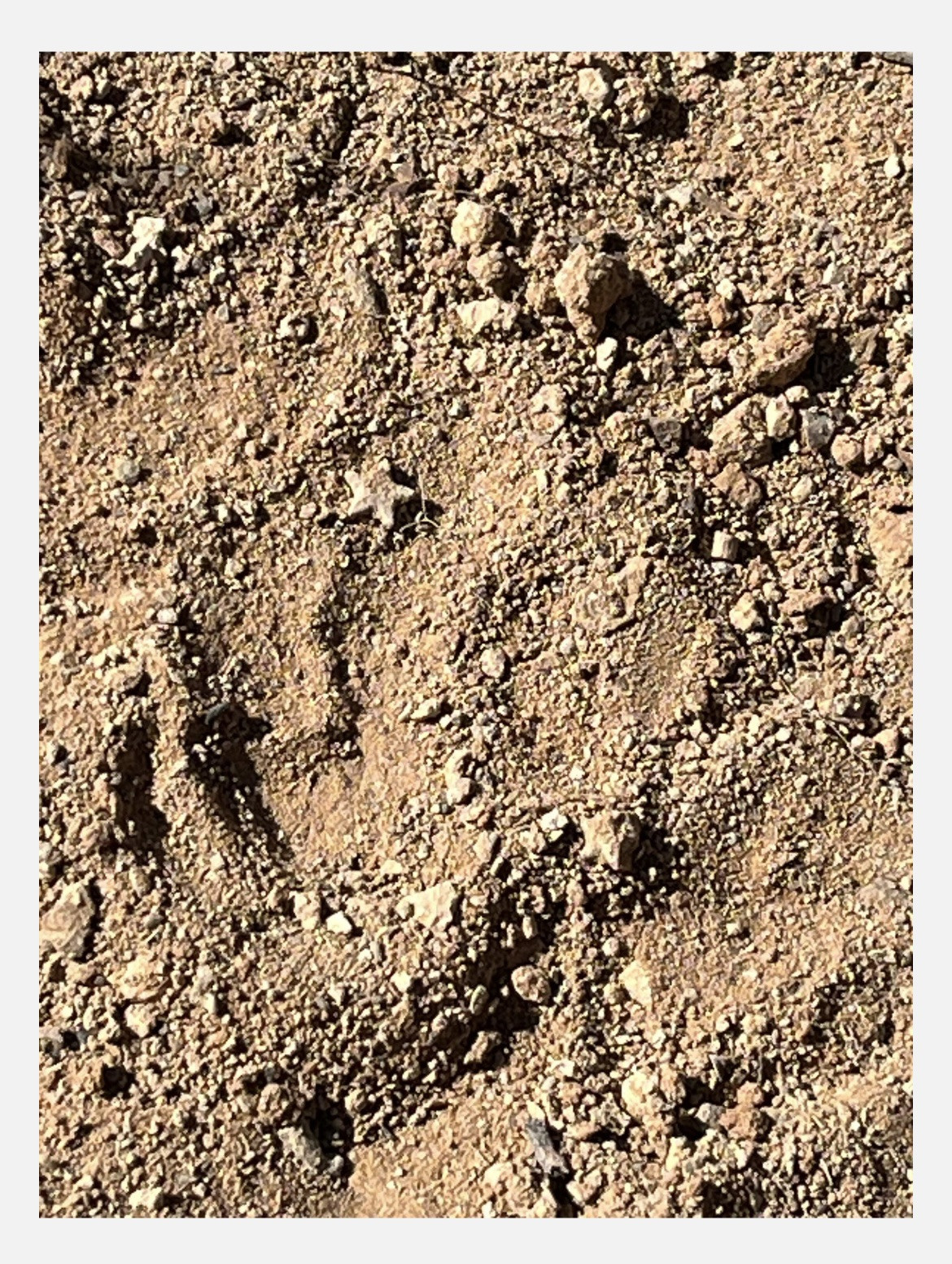 Utah Fossil Star Crinoid Pentacrinus Jurassic Age Echinoderm