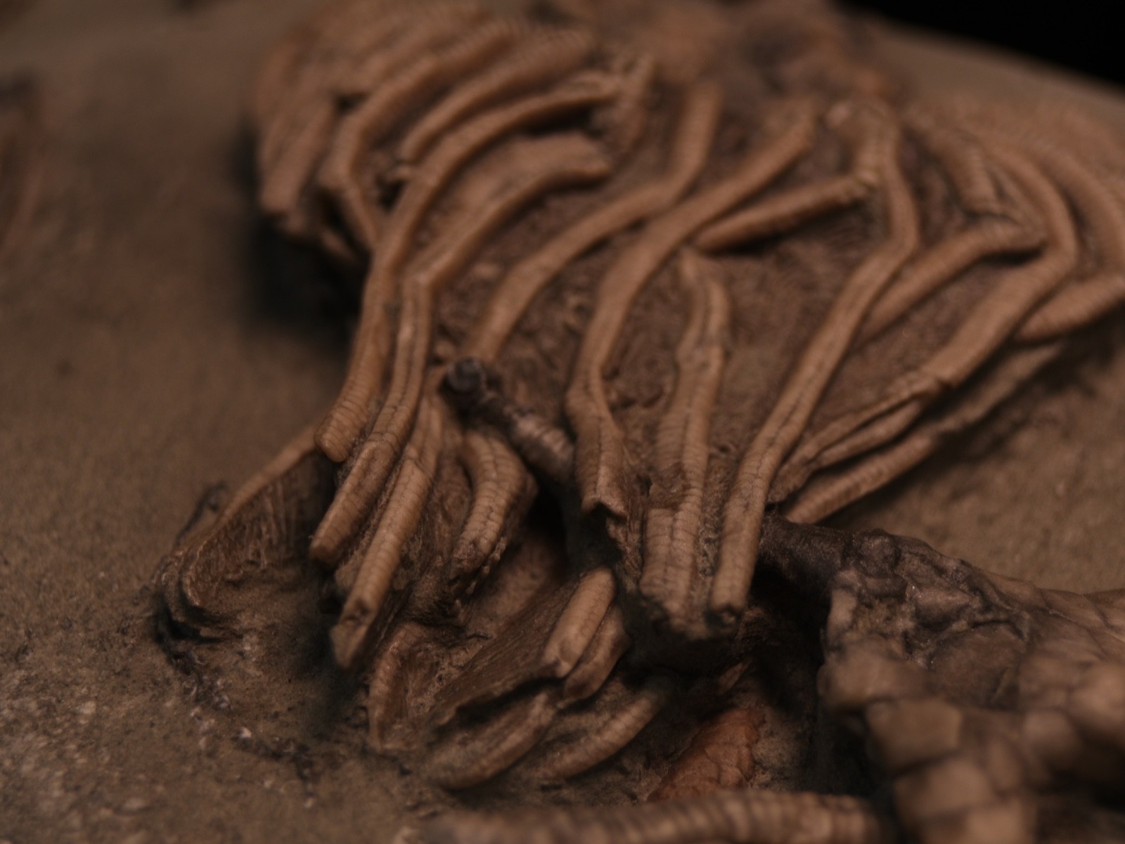 Meaty Plate of Fossil Crinoids, Crawfordsville, IN