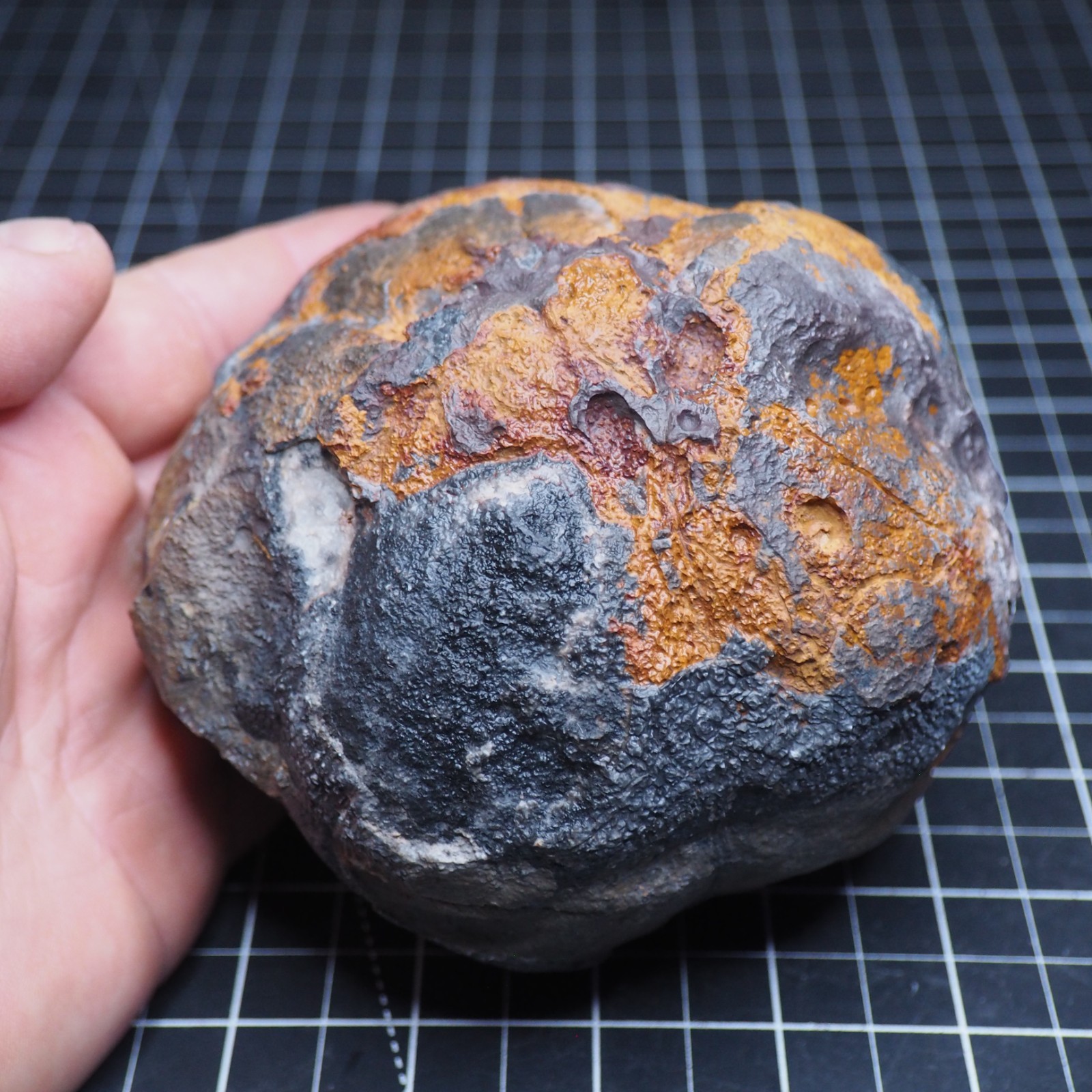 Large 1.8 kg Lobolith Scyphocrinites Crinoid Floating Devonian Fossil Morocco