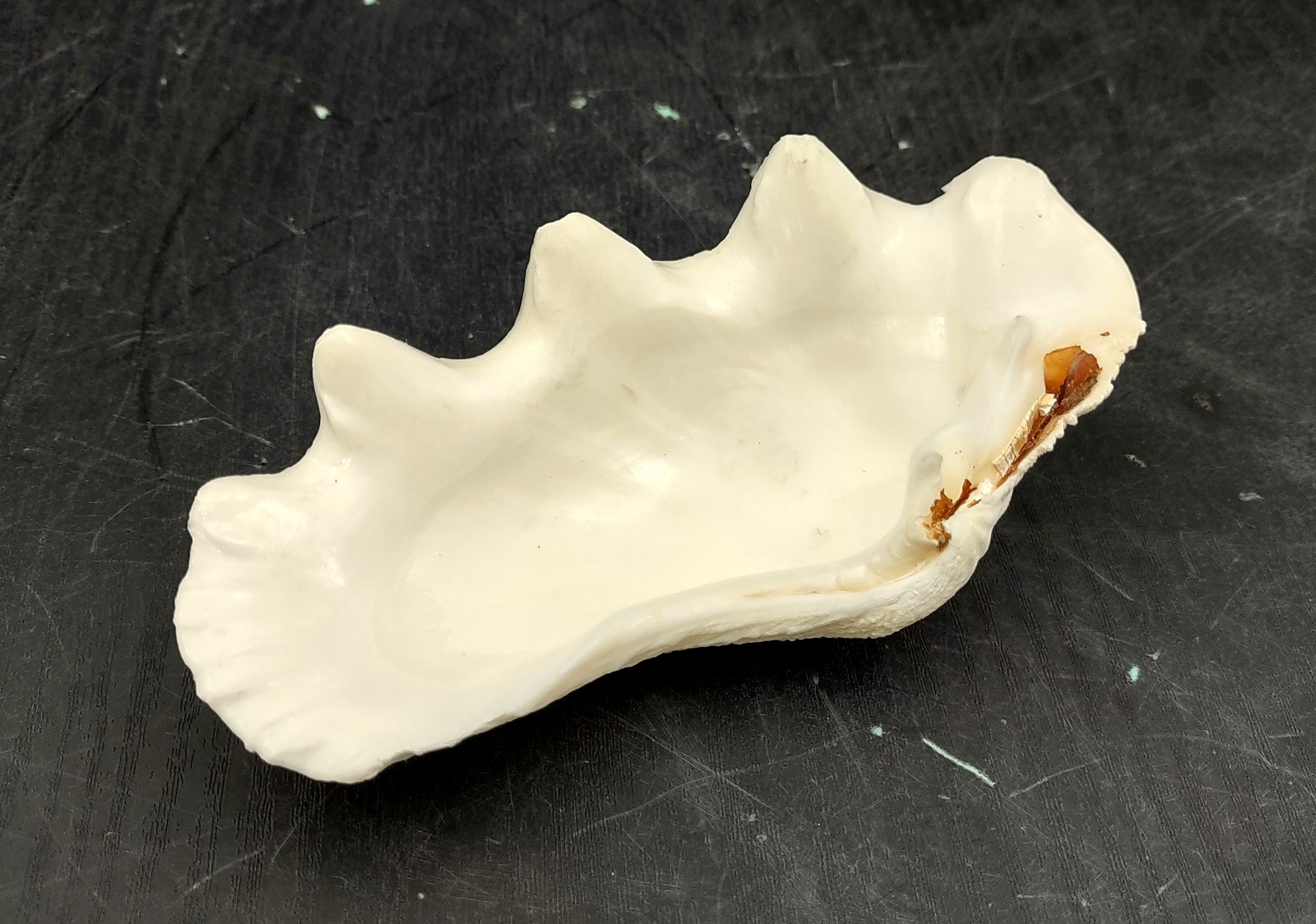 Ruffle Clam Seashell Half Tridacna Squamosa (1 shell approx. 4+ inches)