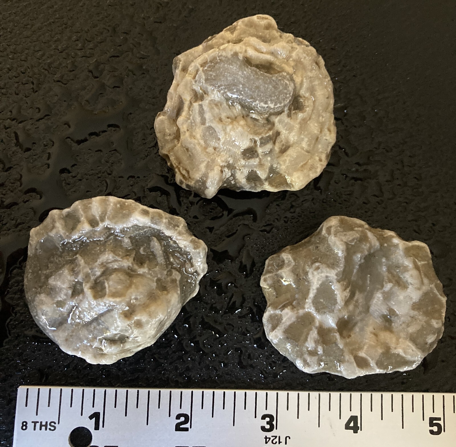 3pc Michigan Petoskey Stones Hexagonaria - Detailed Coral Head Fossil Specimens