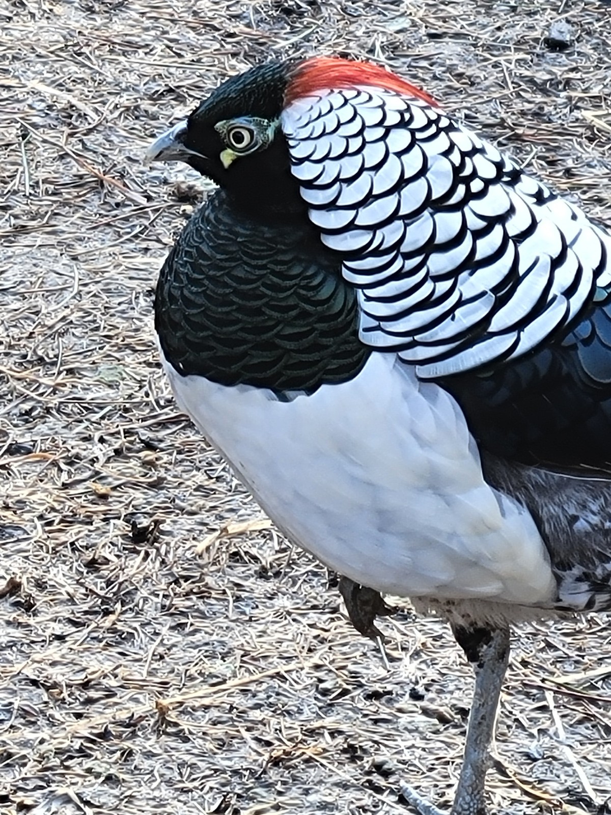 PRE-SALE 6+ Lady Amherst Hatching Eggs — Ships In April-May NPIP