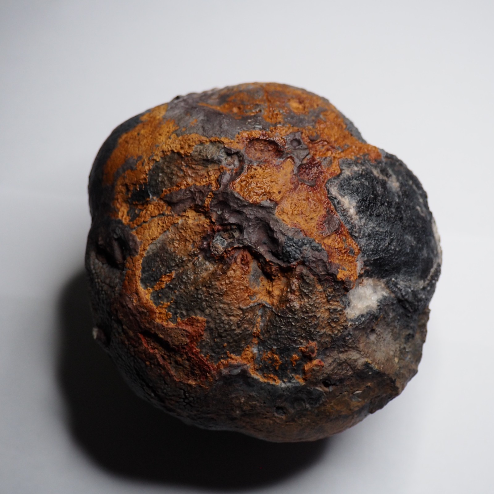 Large 1.8 kg Lobolith Scyphocrinites Crinoid Floating Devonian Fossil Morocco