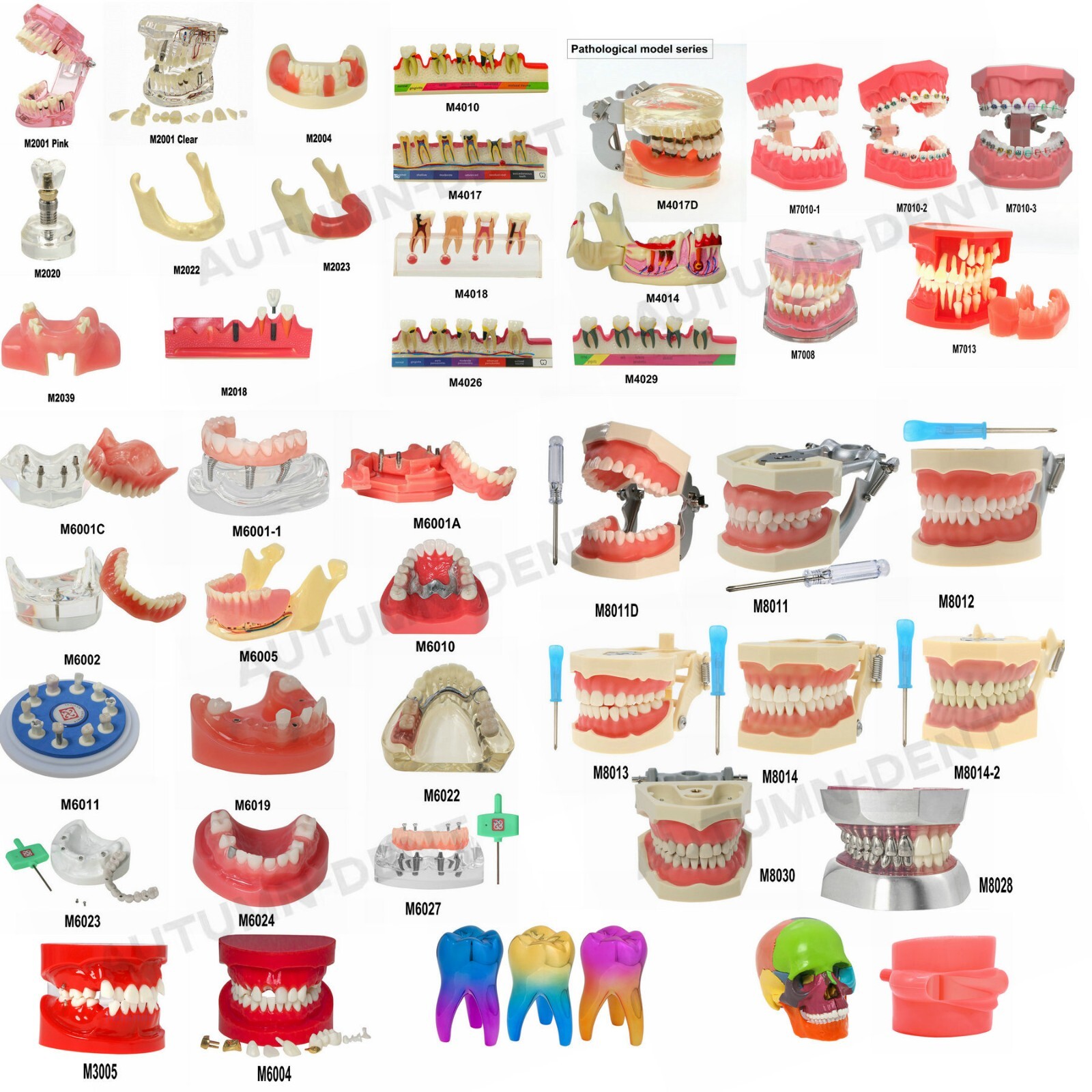 Dental Typodont Teeth Model Implant Pathological Perio Restoration Practice Demo