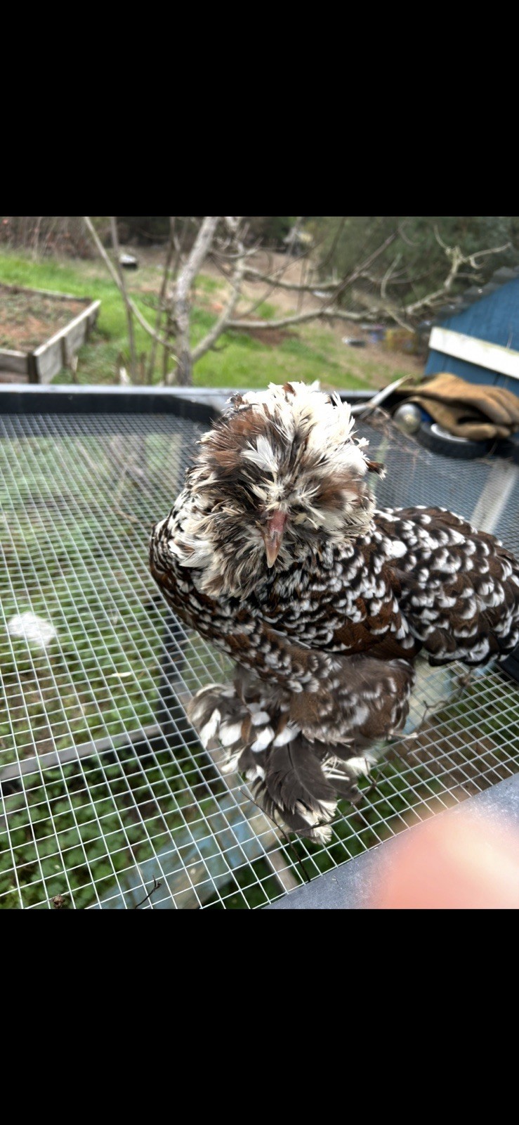 12+ Mille Fleur Satin Hatching Eggs NPIP & AI Clean.