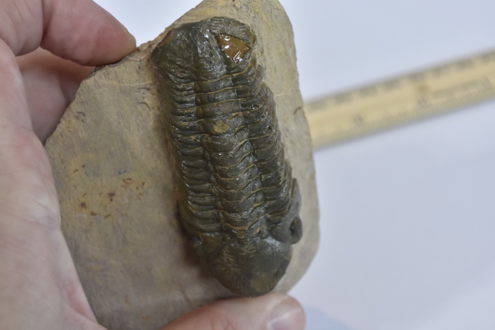 Trilobite Fossil Reedops - Fine Detail - on Matrix - Morocco - Large 3" - #36