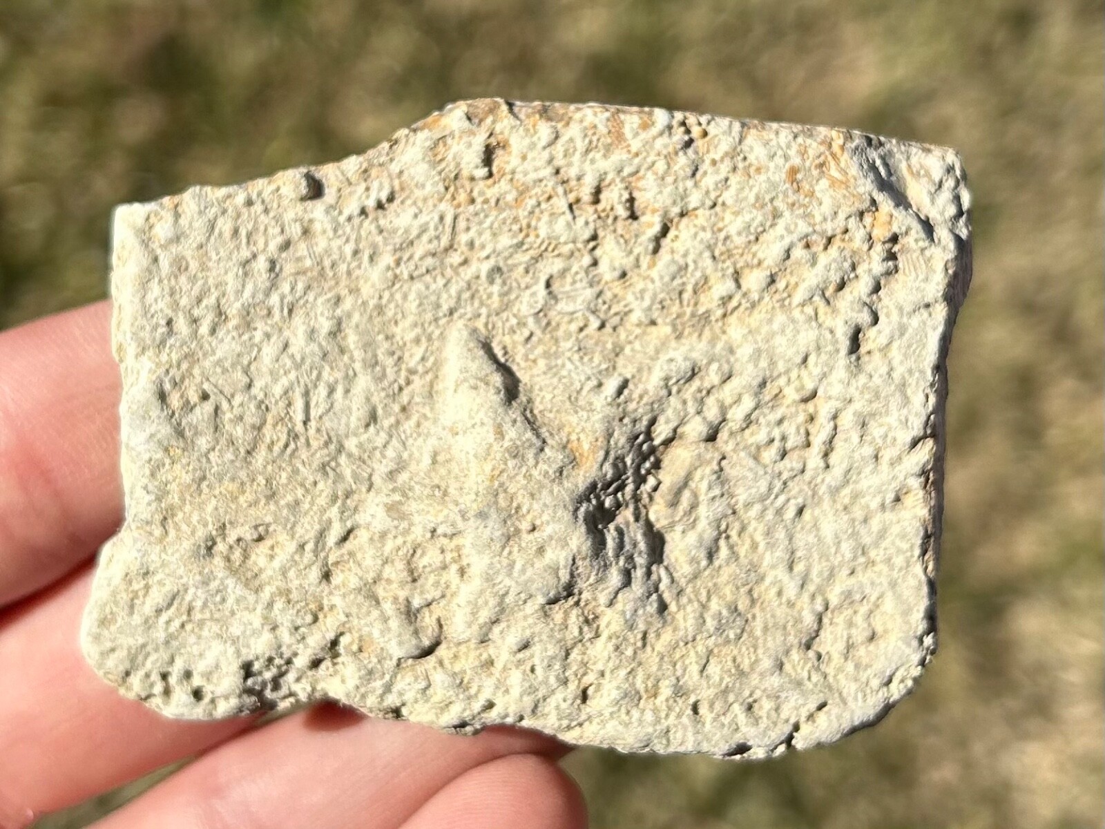Alabama Fossil Starfish Cast Mississippian Age Bangor Limestone Formation