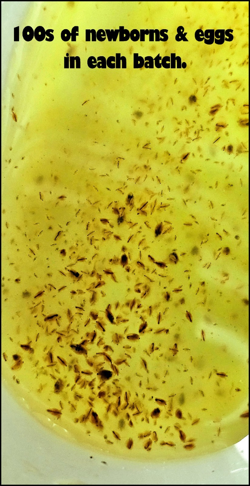 (Buy 2 Get 1 FREE) 500+ Live Daphnia Magna 500+ (FREE SHIPPING)