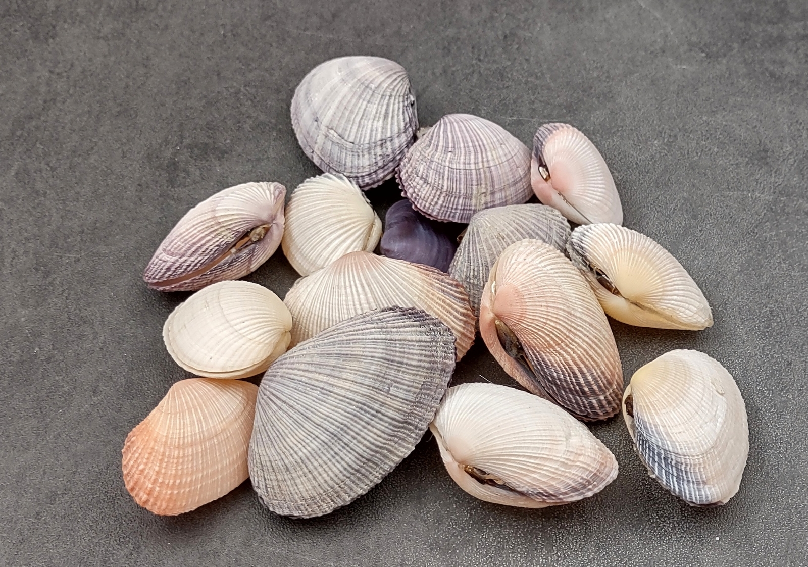 Pacific Clam Seashell Pairs Purple Tan Brown (5 Shell pairs approx. 1.5+ inches)
