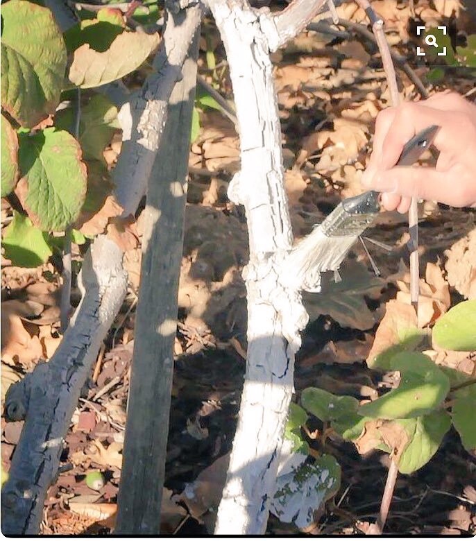 IV Organic White Wash, 1 Pint (BROWN)