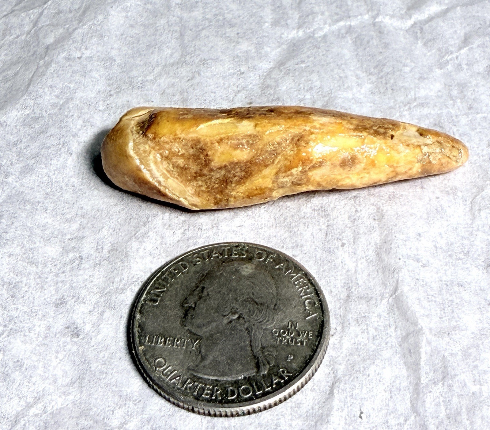 Ursus Spelaeus Fantastic 2” Romanian Cave Bear Canine Tooth Fossil, Talisman✨🔥