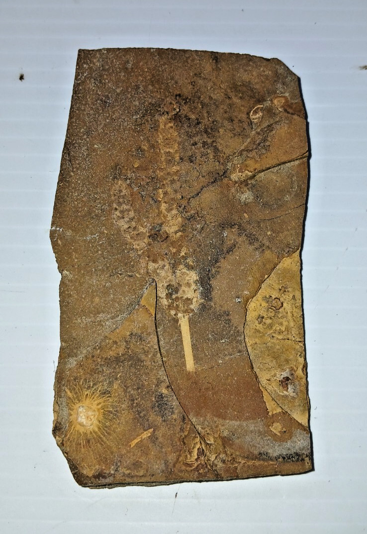 Siphusauctum Gregarium Fossil?