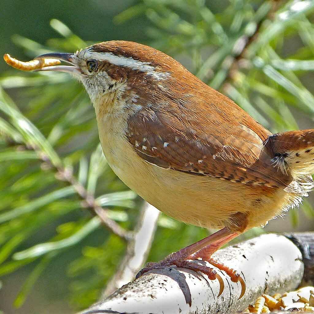 Wholesale Bulk Dried Mealworms for Wild Birds Food Blue Bird Chickens Hen Treats