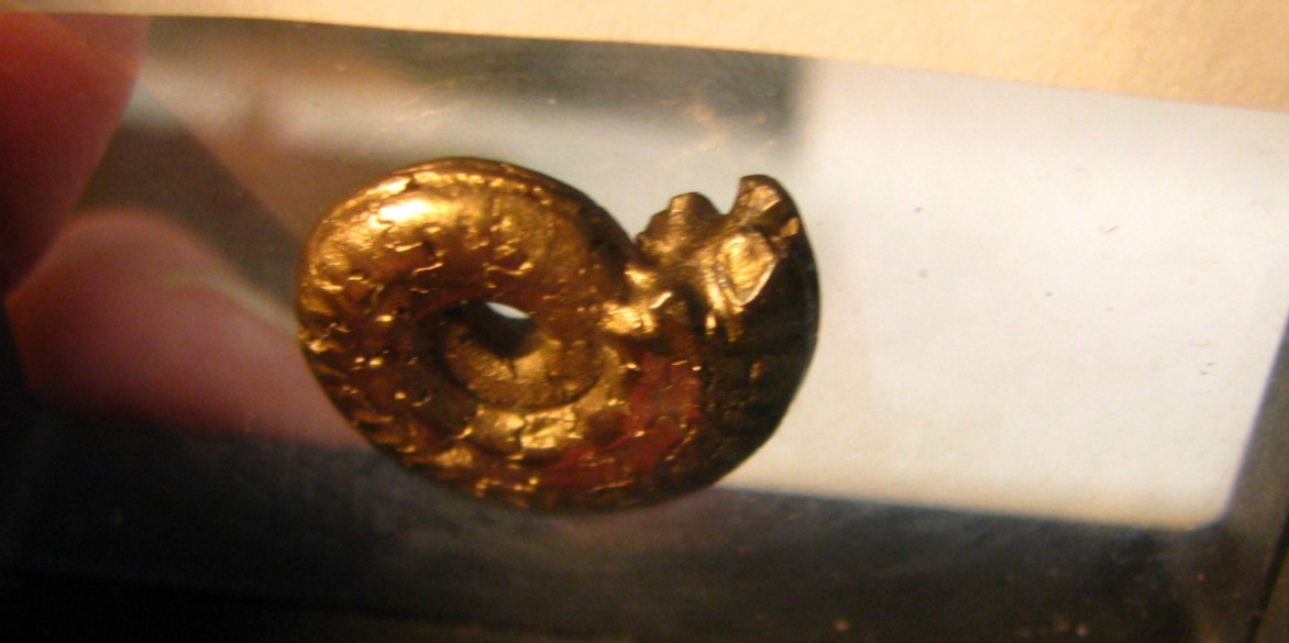 20mm GOLDEN PYRITE AMMONITE FOSSIL THUMBNAIL IN DISPLAY CASE RARE GERMANY #351