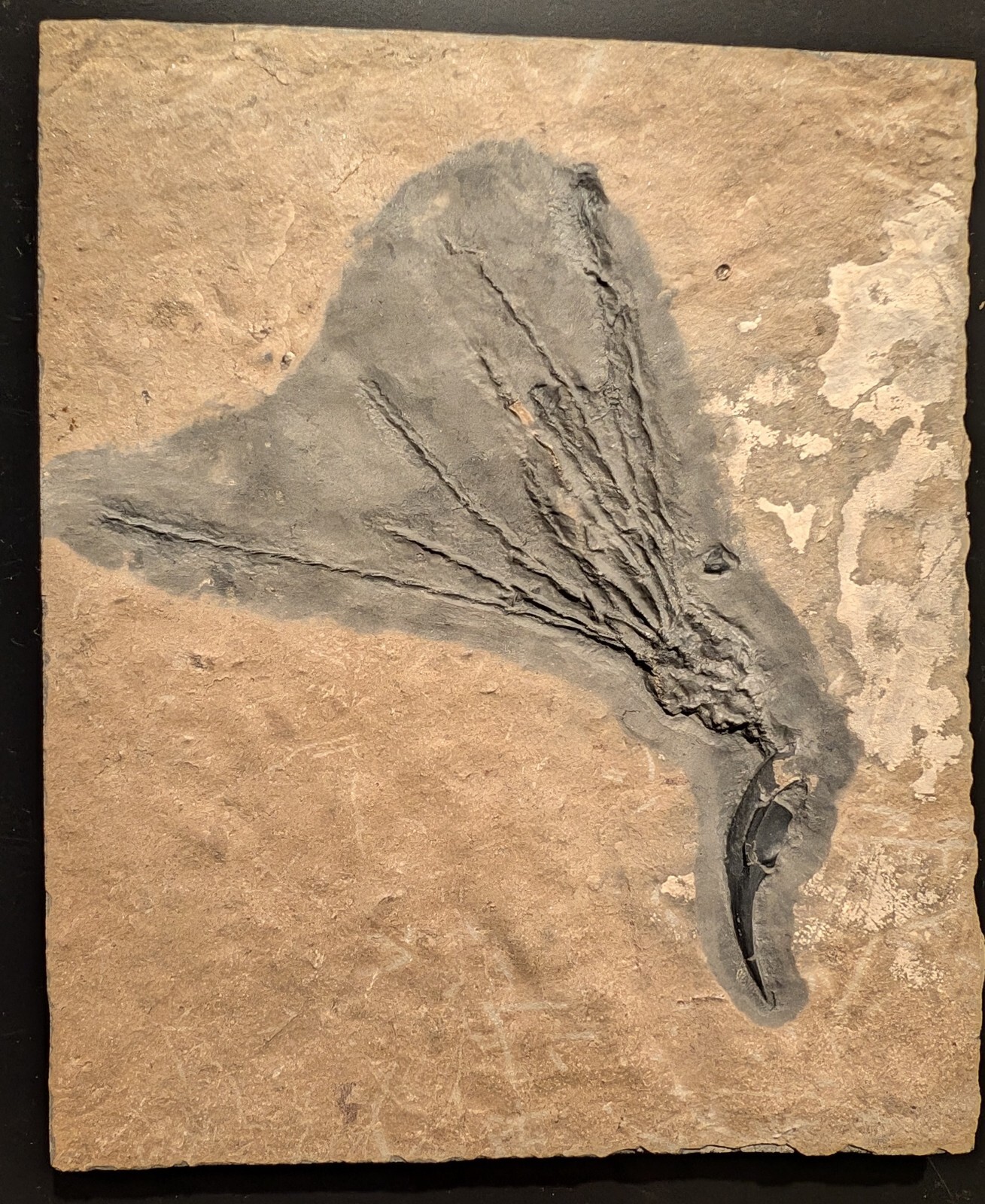 Gogia granulosa Fossil Wheeler/Marjum Formation, Utah Cambrian Proto-echinoderm