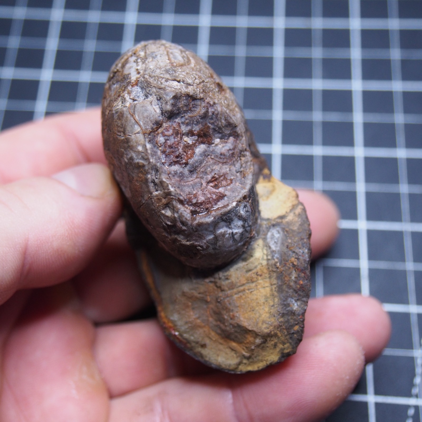 76 mm Goniatite Devonian Fossil Ammonite Morocco 2570