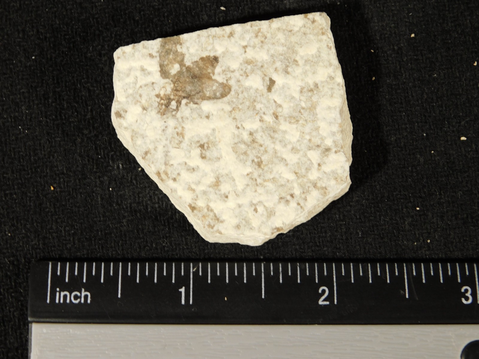 Winged INSECT FOSSIL 100% Natural From Fossil LAKE Wyoming 20.8gr