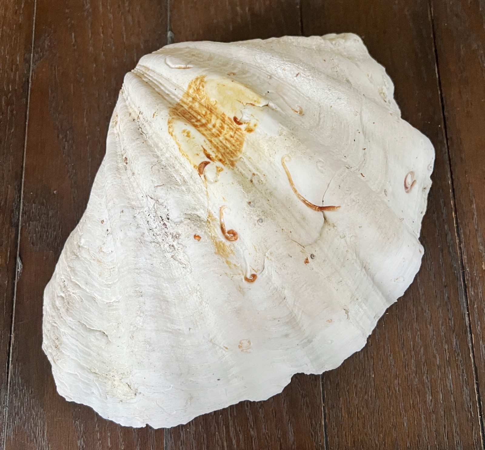 Tridacna Giant Clam Shell Natural Large Vintage Decorative Piece 12.75"