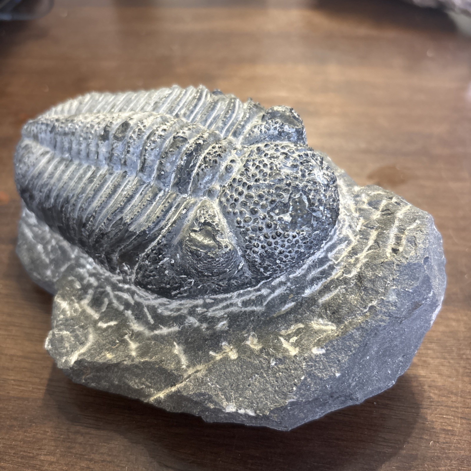 Trilobite In Matrix Paleozoic Fossil 300 Million Yrs Large