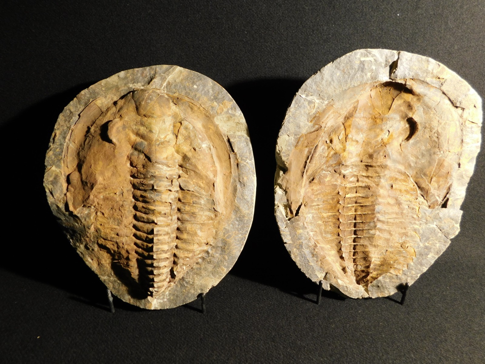 HUGE! 530 Million Year OLD! Andalusiana Trilobite Fossil Anif Morocco 3933gr