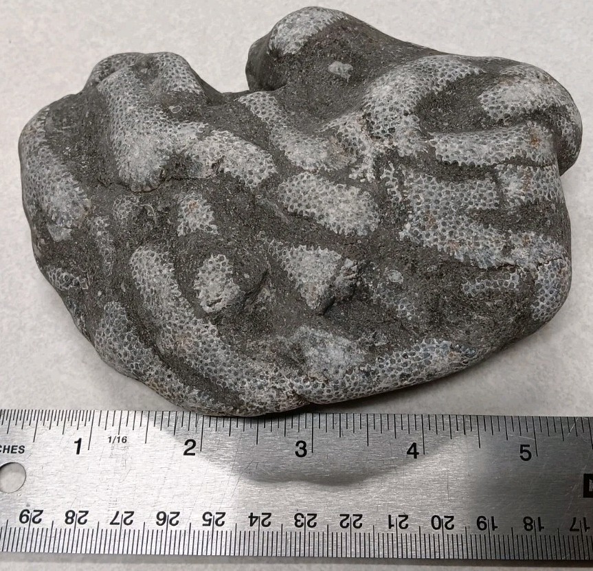 Michigan Cladopora 1 lb 9 oz Natural Display Specimen Ancient Devonian Fossil