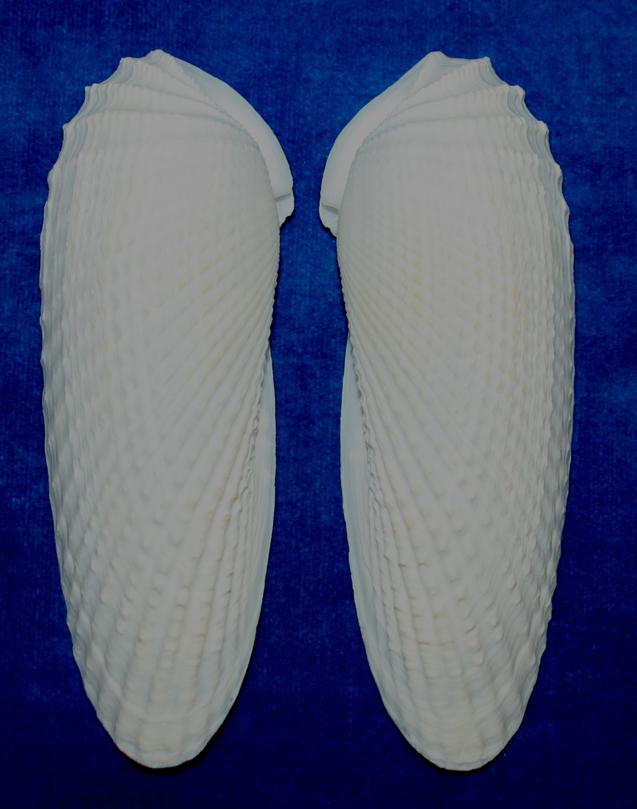 Seashell Angel Wings cyrtopleura costata Florida 120mm F+ #S-15