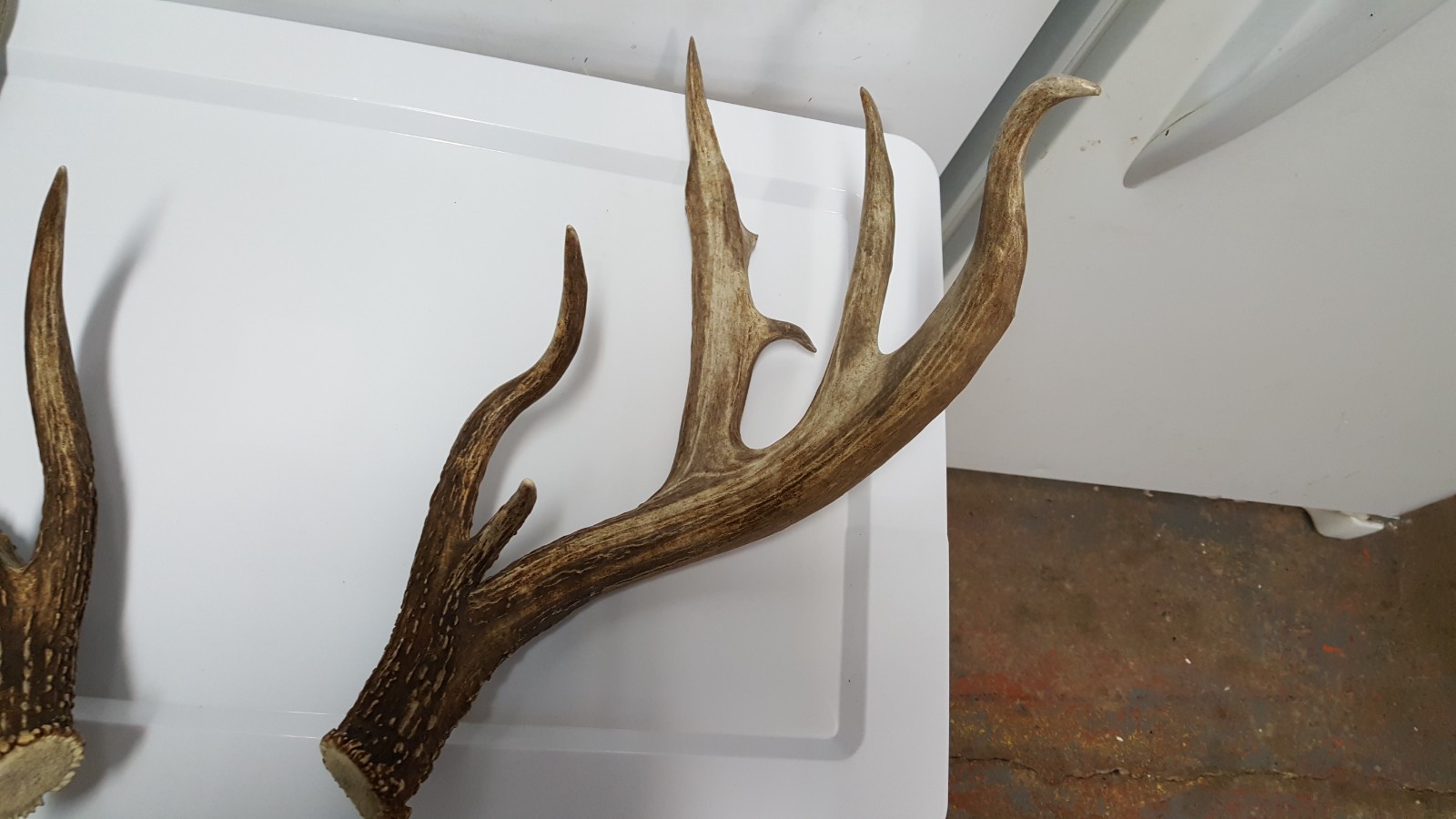 WILD 170" Dark WHITETAIL DEER ANTLER SHED antlers mule mount elk moose