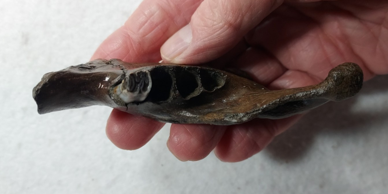 Ice Age Beaver Mandible (Jaw) Bone Fossil
