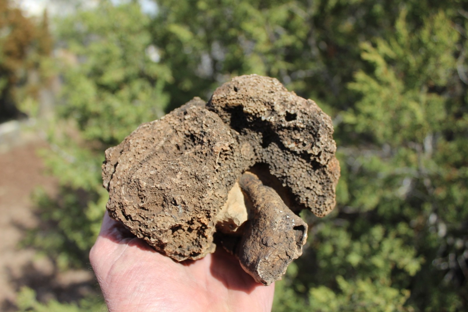 Fossil Beautiful HONEY COMB CORAL Favosites spp.  Rare Locality  ~ 400 Million