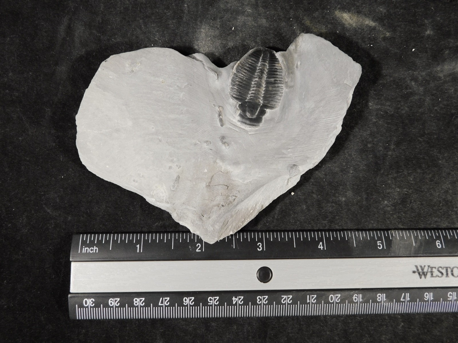 Elrathia TRILOBITE Fossil From Cambrian Utah 100% Natural 130gr *C