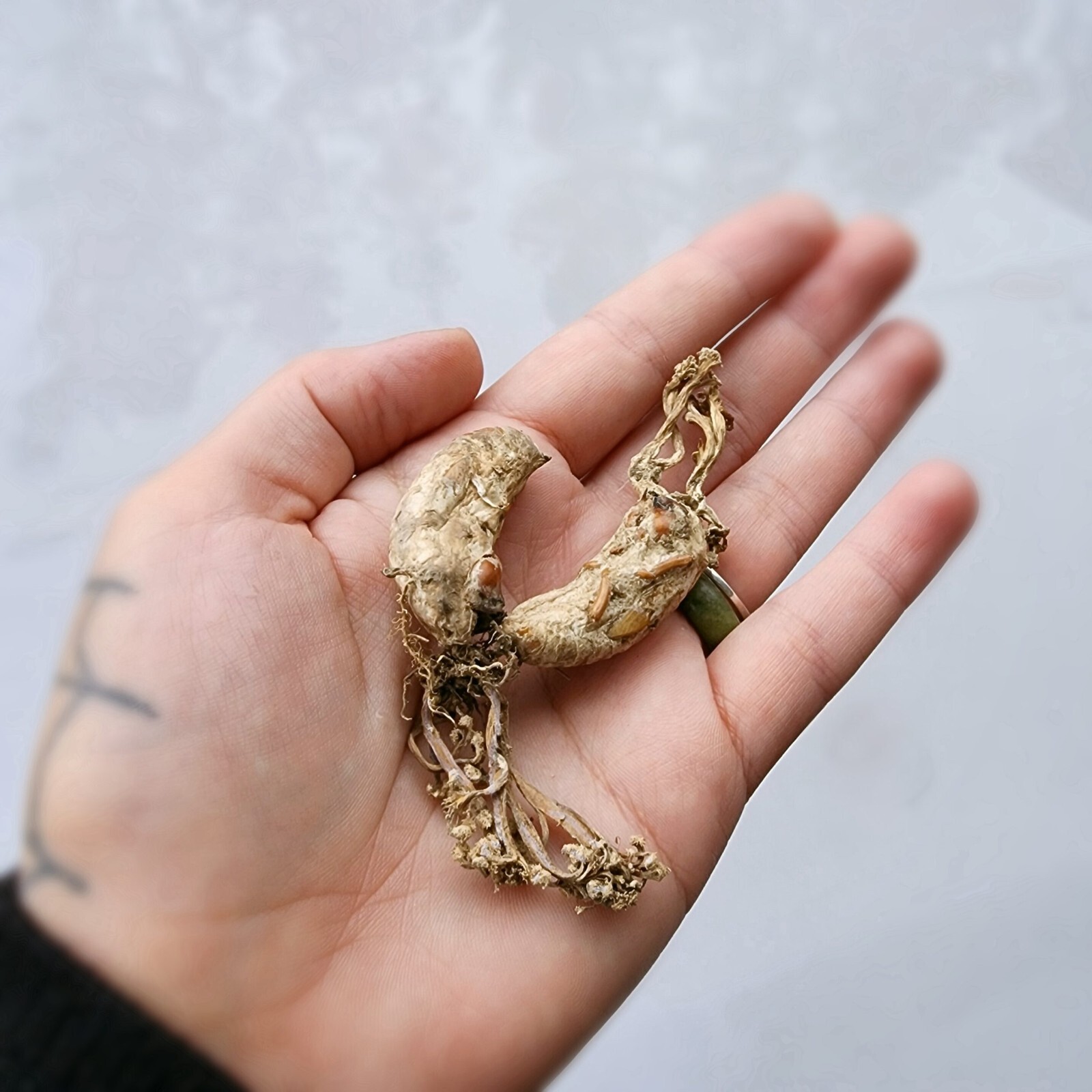 Zombie Fungus in Jar, Oddities Decor, Curio Jar, Cordyceps Fungi