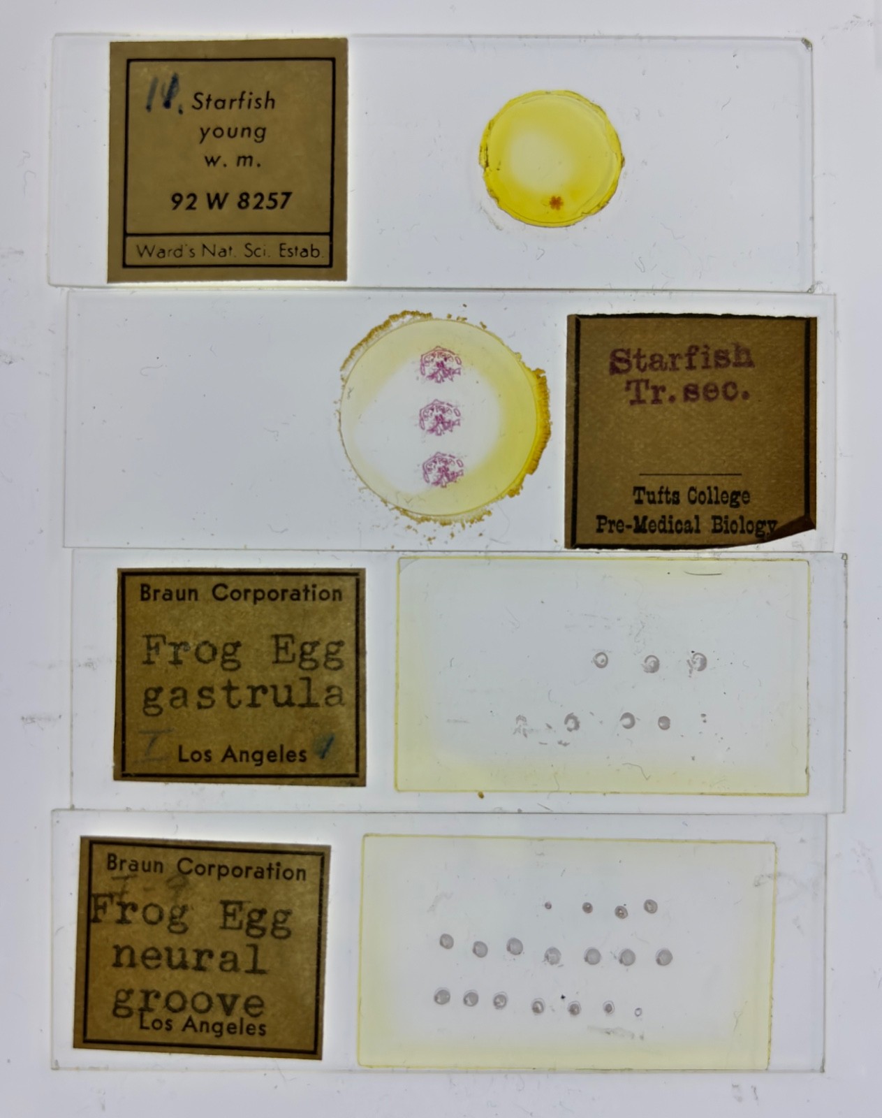 Embryology Microscope Slide Set 25 – aquatic, amphibian, chick, and mammal