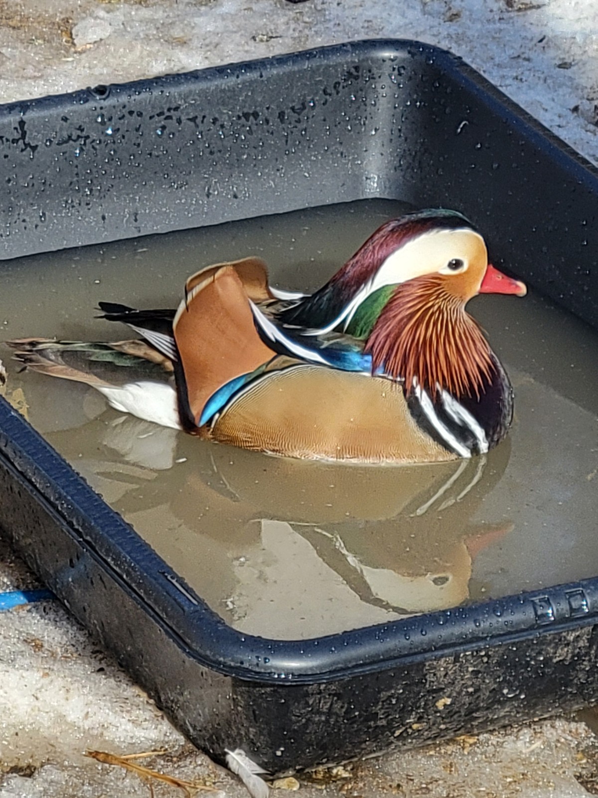 6+ Mandarin Duck Hatching Eggs. PRESALE!! Ship late April/May NPIP