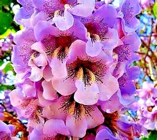 50 Royal Empress (Paulownia tomentosa) Seeds "FASTEST GROWING TREE in the WORLD"