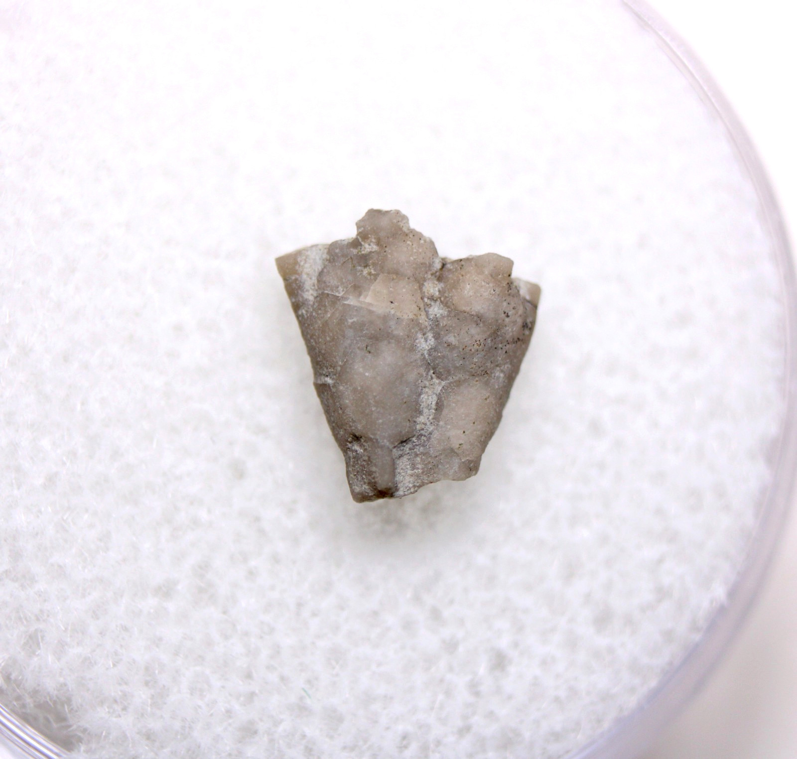 Dendrocrinus Crinoid Fossil Ordovician Kentucky Lexington Limestone