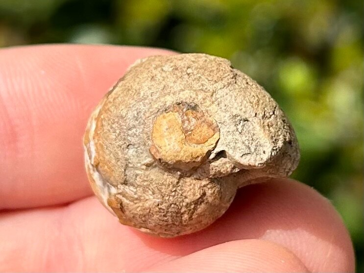 Oklahoma Fossil Goniatite Glaphyrites hyattianus Pennsylvanian Age Ammonite