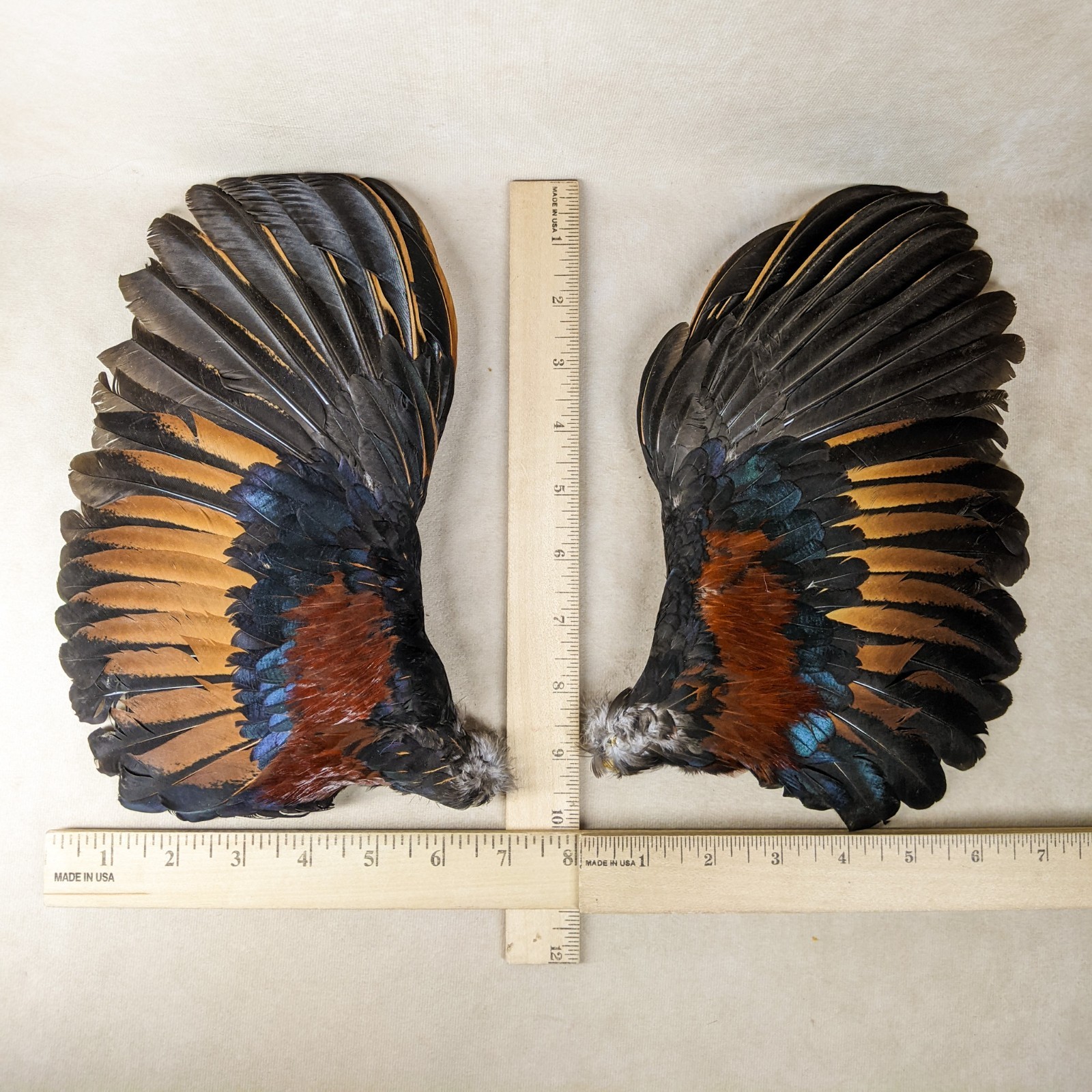 12" Chicken Rooster Bird Wings Taxidermy Oddity curiosities crafting gift decor