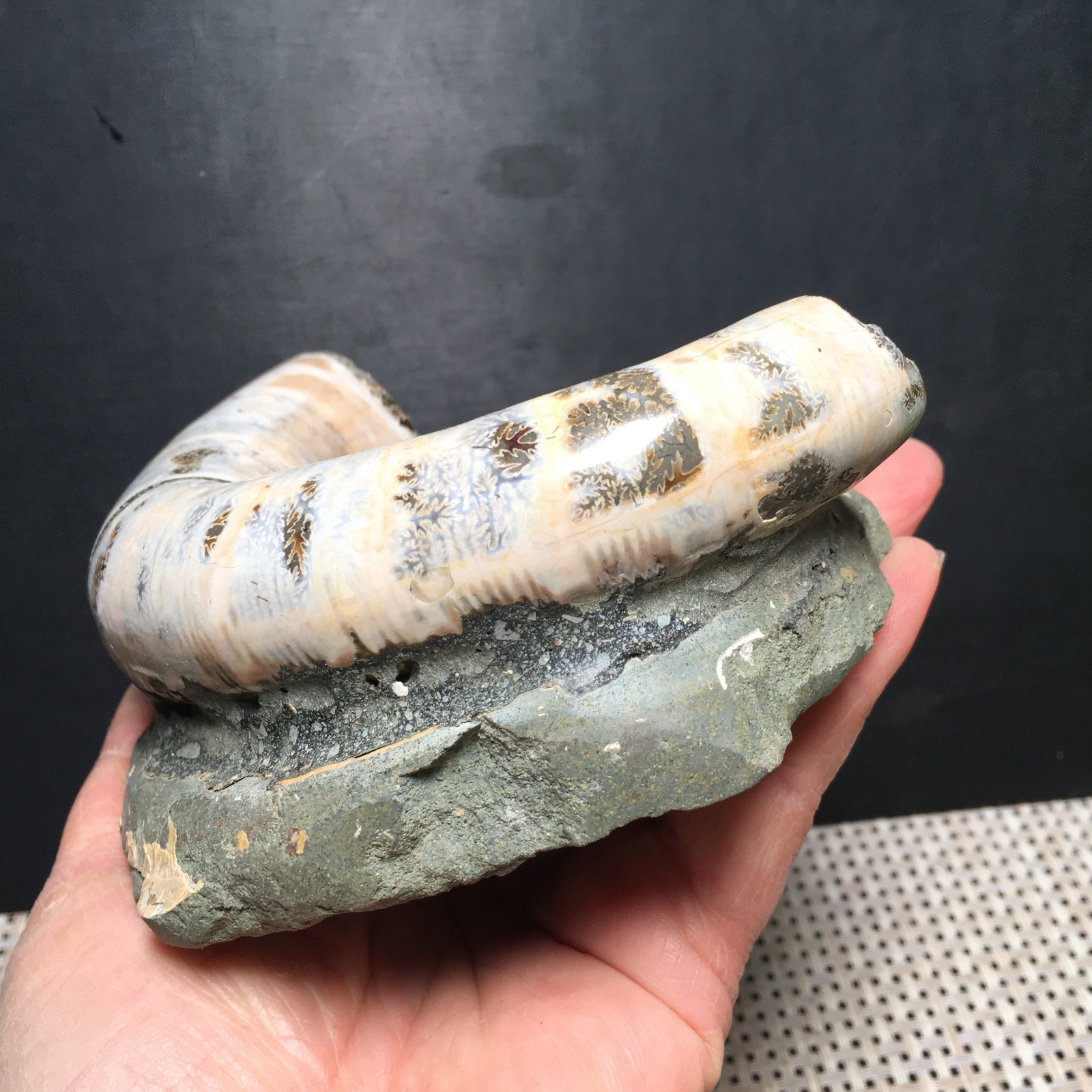 566g natural Carving Home Decoration Specimen Shell Healing md3748