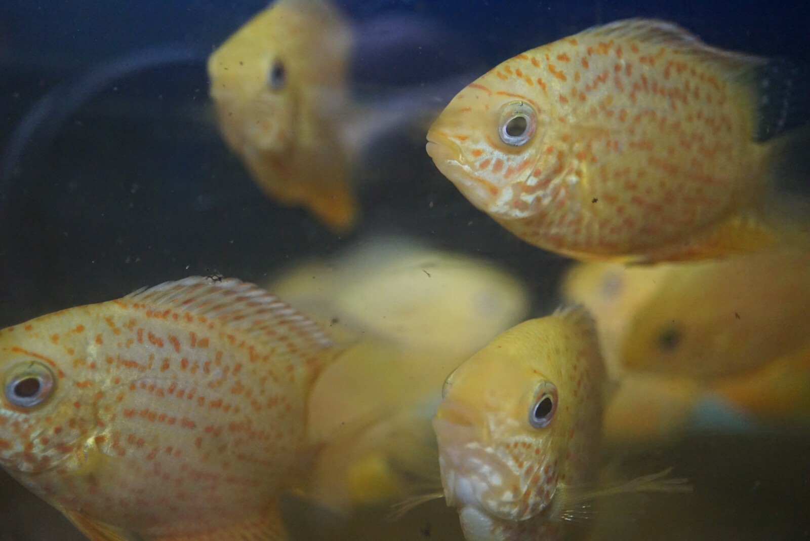 Red Spotted Severum *SALE*