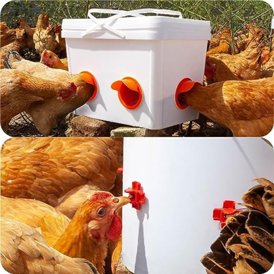 Chicken Feeder No Waste Automatic Poultry Feeder Ports Chicken Feeders and Water