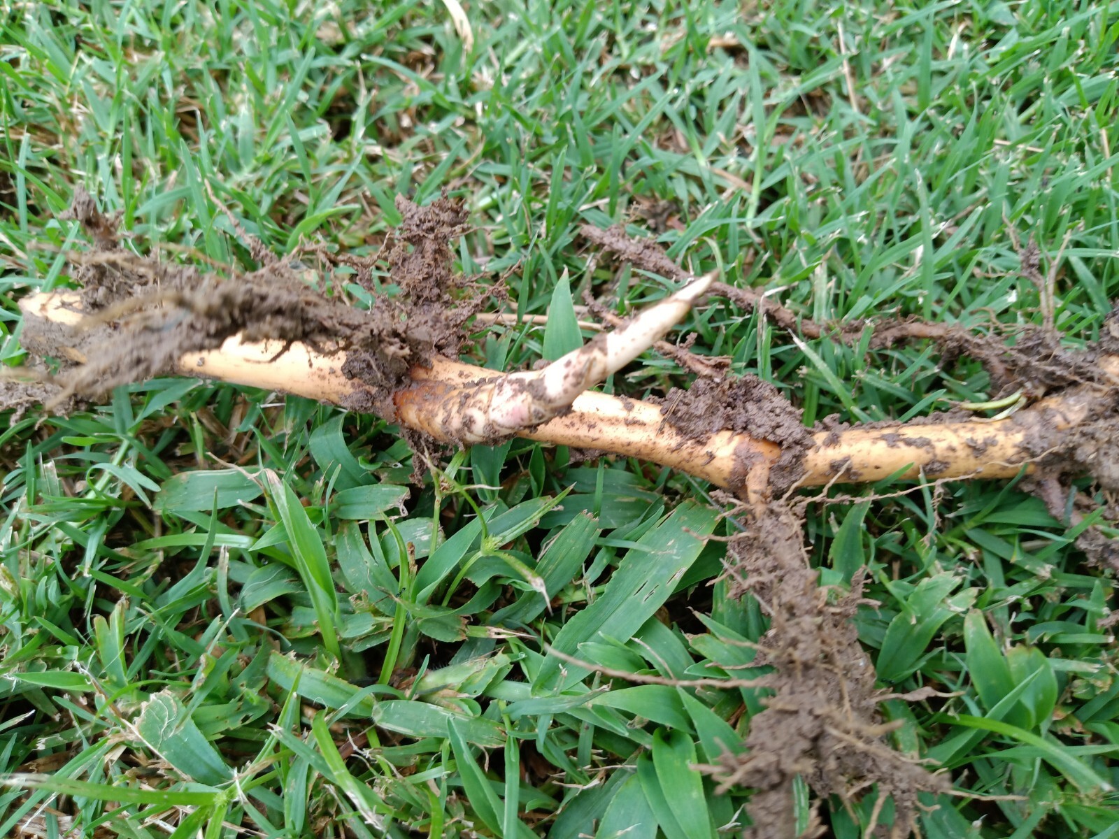 Fall Special MOSO Live Bamboo Root 6pc per order, 5 inches or longer each.