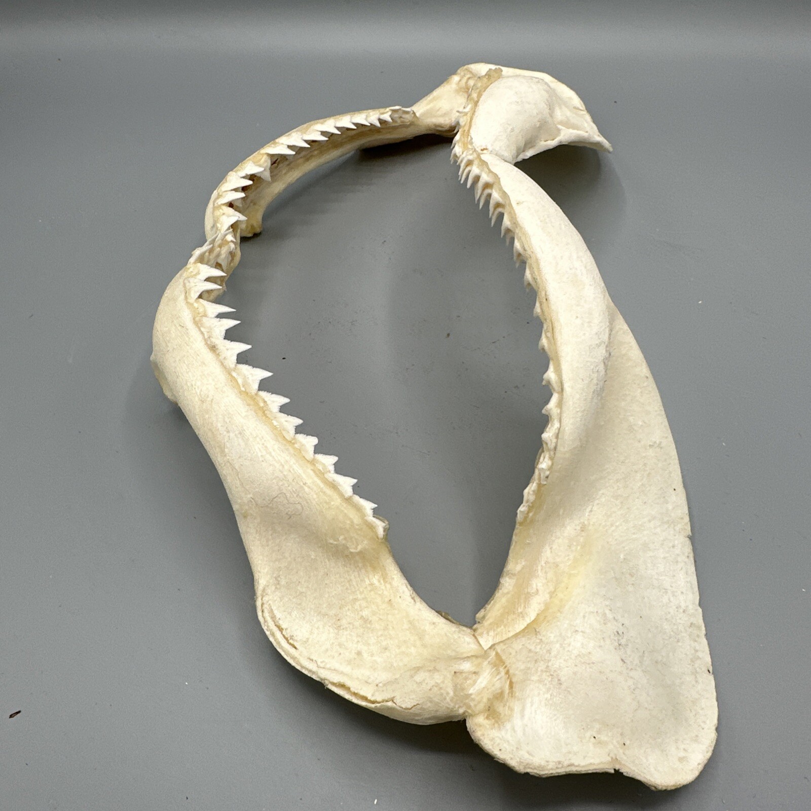 Large Shark Jaw Fossil 🦈