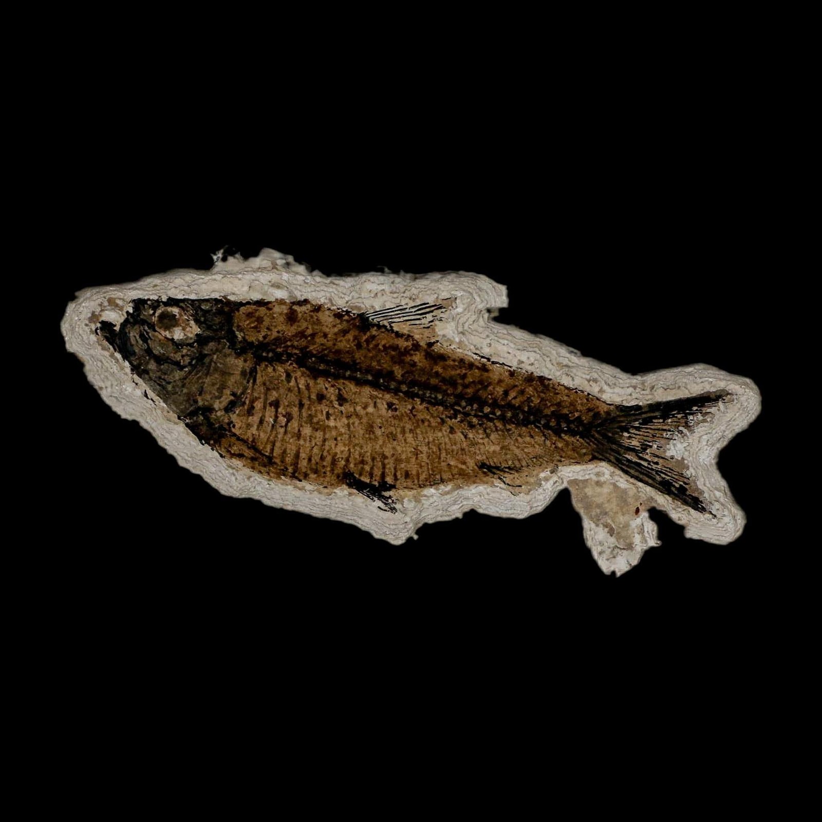 XL 4.7" Knightia Eocaena Fossil Fish Green River FM WY Eocene Age COA & Stand