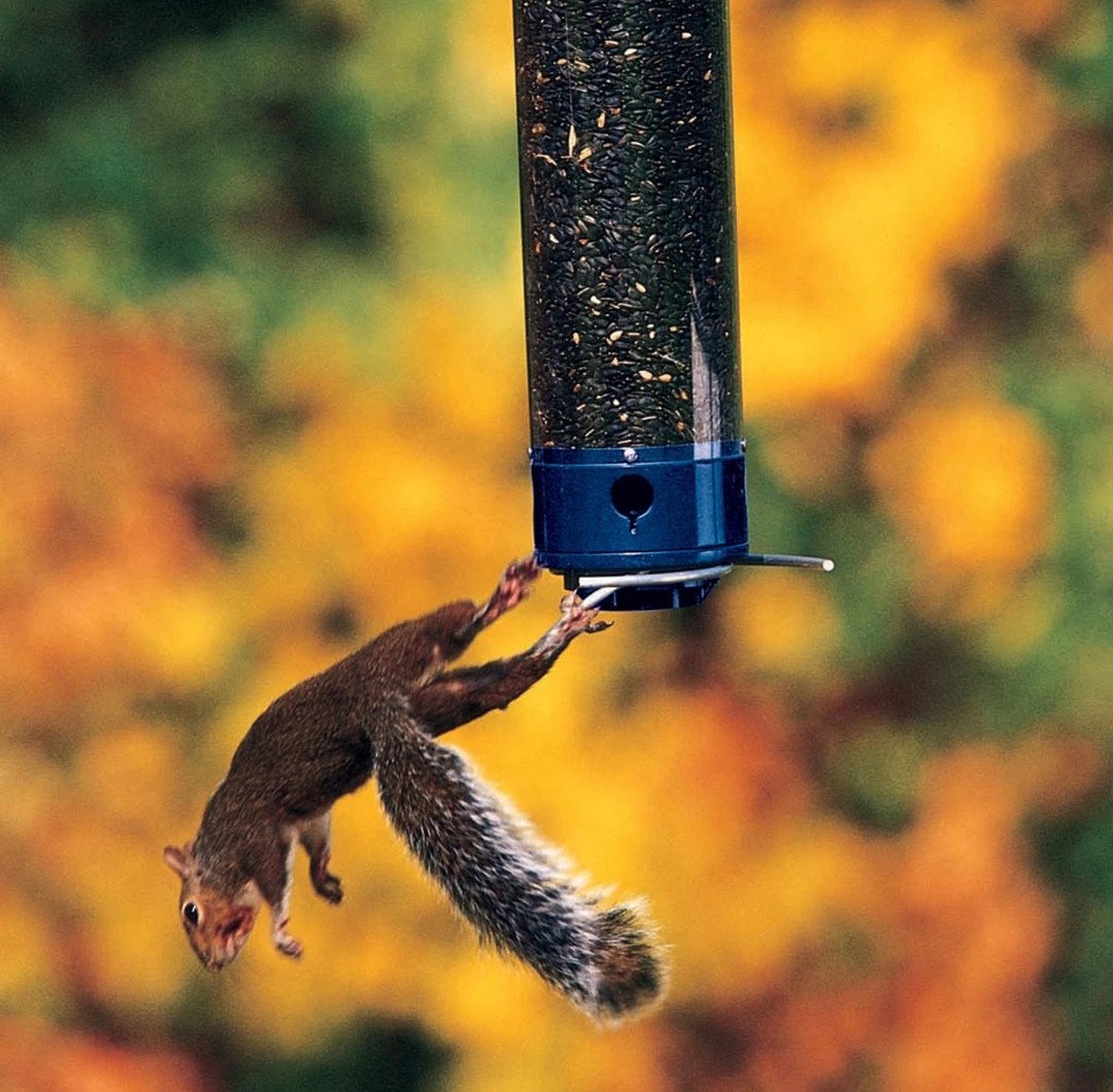 Droll Yankees Whipper, 5lb Squirrel Proof Bird Feeder