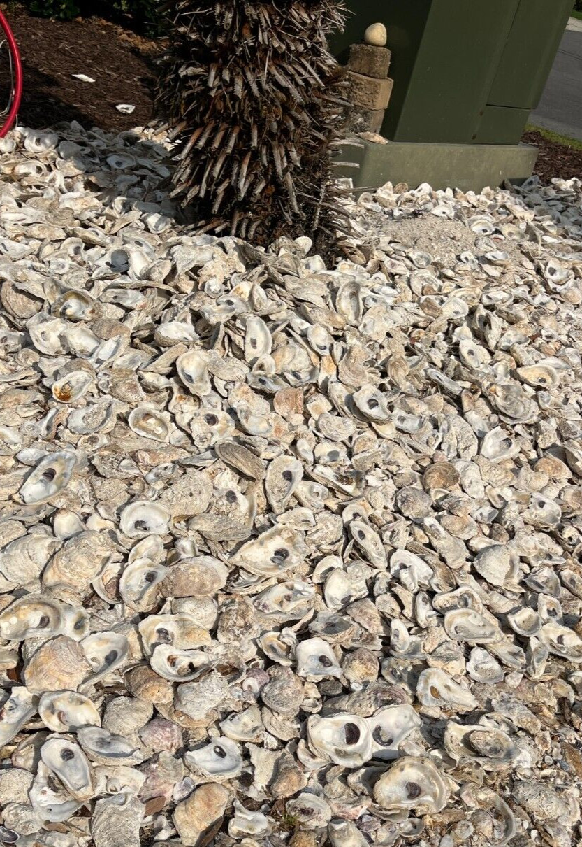 Oyster Shells for Landscaping and Concrete "Tabby Concrete" BULK by the pound